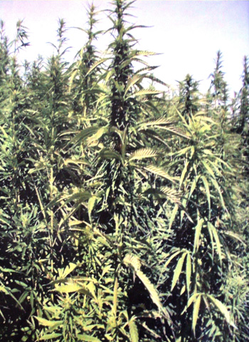 Ст. 307 ч. 2 УК Украины.  По апелляции адвоката срок наказания С.А. сокращен в два раза